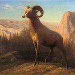 A Rocky Mountain Sheep Ovis Montana