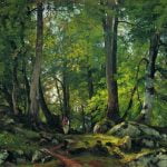 Beech Forest in Switzerland