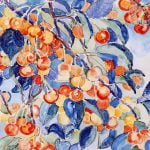 Cherries