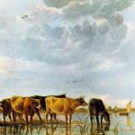 Cows In The Water