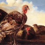 Domestic Fowl