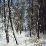 Forest in Winter