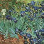 Irises