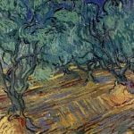 Olive Grove Bright Blue Sky