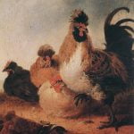 Rooster with Hens